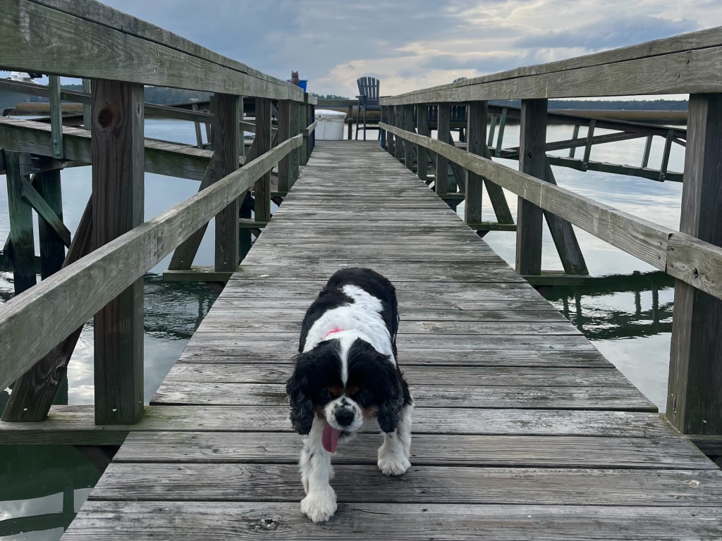 Maisie on the dock at Spring Island